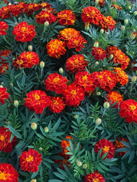 Marigold Tangerine Mix Orange Brown Flower Seeds