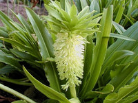 Pineapple Lily Eucomis Autumnalis – Perennial Garden Flower Seeds