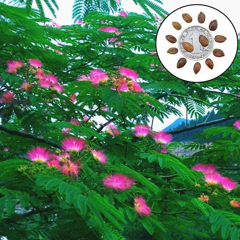 Acacia Confusa Formosa Wattle – Hardy Tree Seeds