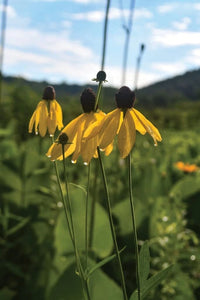 Weeping Coneflower Seeds for Planting ( Seeds) - Easy to Grow - Ratibida pinn