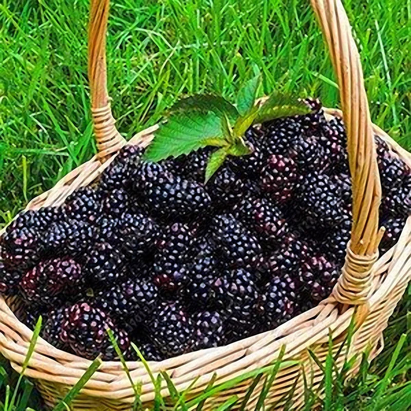 Black Mulberry Morus Nigra – Hardy Fruit Tree Seeds