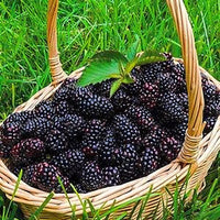Black Mulberry Morus Nigra – Hardy Fruit Tree Seeds