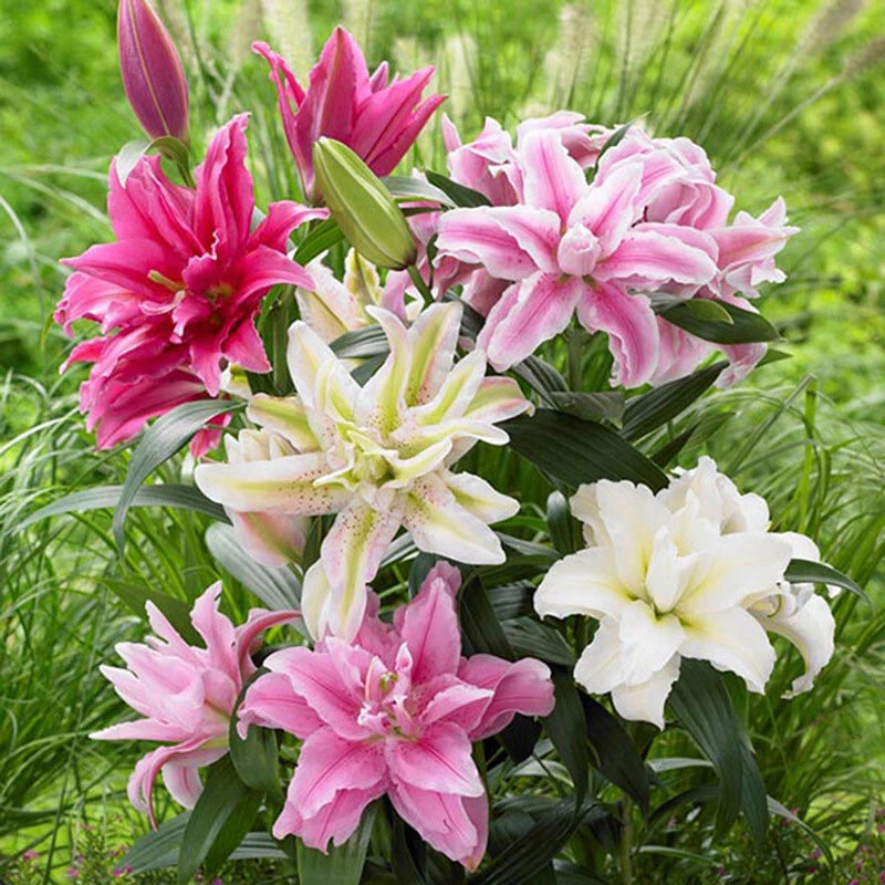 Beautiful Lily Oriental Mix Color Seeds Pack - Colorful Flower Seeds
