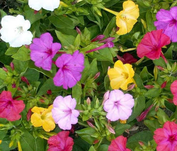 Four O'Clock Mirabilis Jalapa – Garden Flower Seeds
