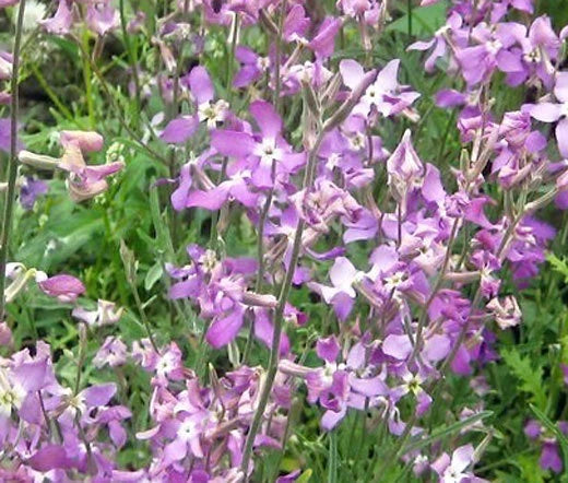 Night Scented Stock Matthiola Bicornis Fragrant Flower Seeds