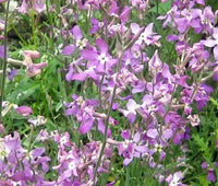 Night Scented Stock Matthiola Bicornis Fragrant Flower Seeds
