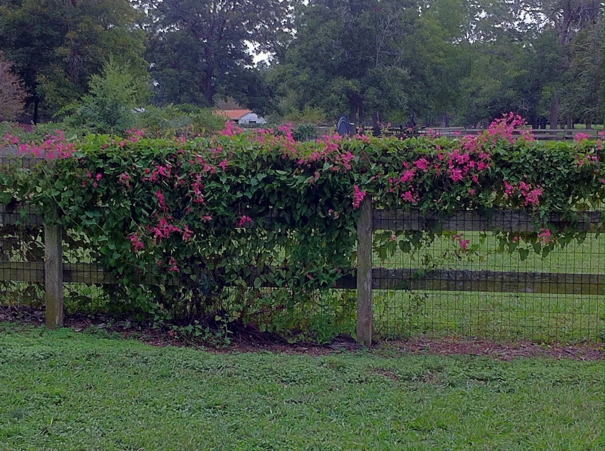 Coral Vine Antigonon Leptopus – Everblooming Climbing Flower Seeds