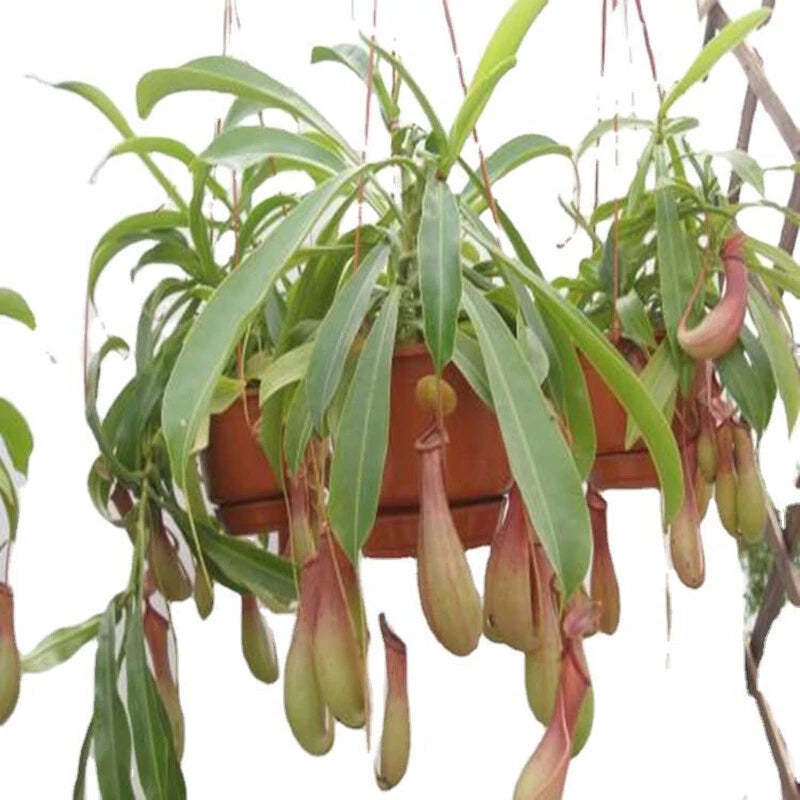 Nepenthes Macfarlanei ~ Spectacular Highland Large Pitcher Plant ~