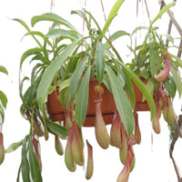 Nepenthes Macfarlanei ~ Spectacular Highland Large Pitcher Plant ~