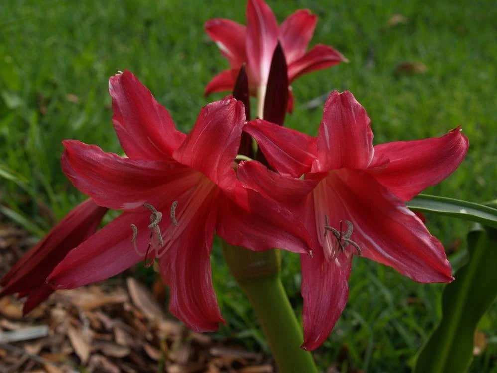 Crinum Lily Lorraine Clark Jumbo Blooming-Size Bulb New