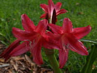 Crinum Lily Lorraine Clark Jumbo Blooming-Size Bulb New