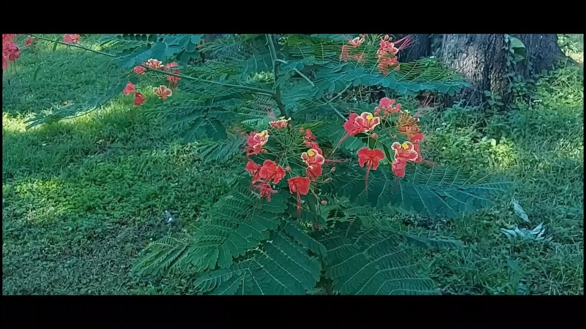 Caesalpinia Pulcherrima Pink – Ornamental Shrub Tree Seeds