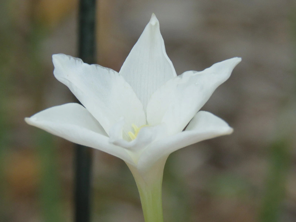 Rain Lily Zephyranthes Chlorosolen – Perennial Garden Flower Seeds