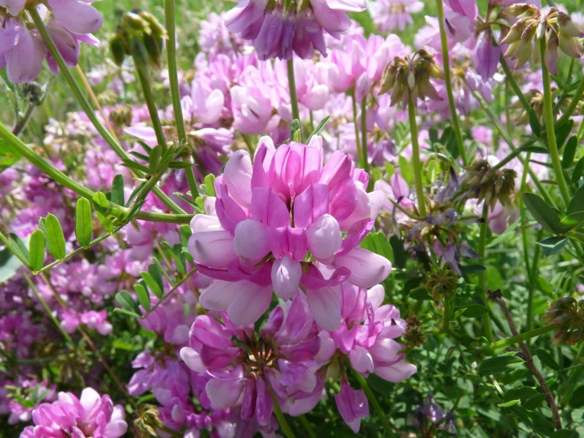 Crown Vetch Coronilla Varia – Hardy Ground Cover Flower Seeds