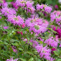 Lilac Monarda Bee – Perennial Flower Seeds