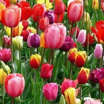 Mix Tulip – Colorful, Mixed, Garden Flower Seeds for Planting