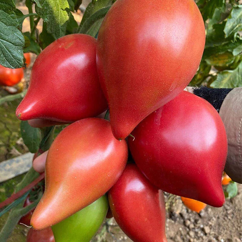 Italian Roma Tomato Lycopersicon Lycopersicum Vegetable Seeds