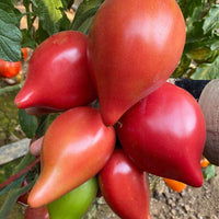 Italian Roma Tomato Lycopersicon Lycopersicum Vegetable Seeds