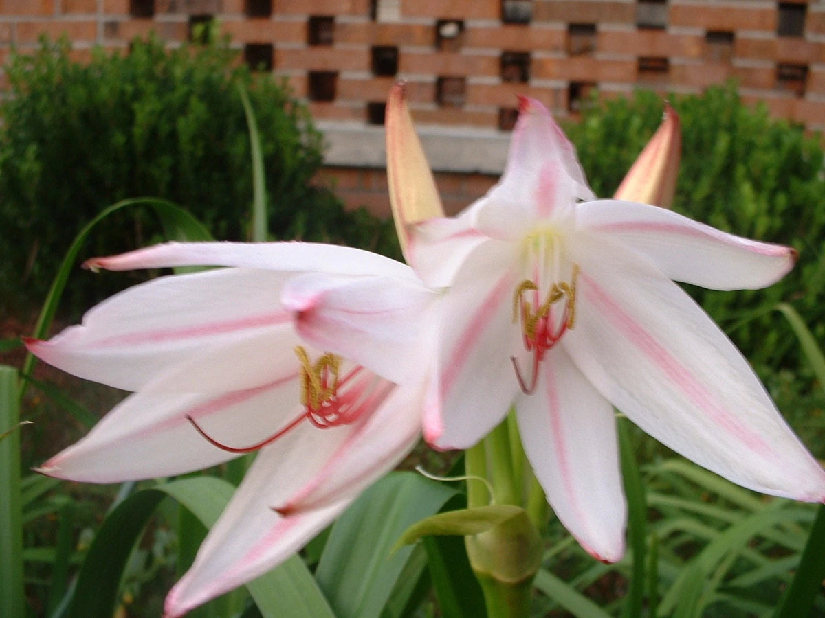 Crinum Lily Digweedii Helen Mcrory Large Blooming-Size Bulb