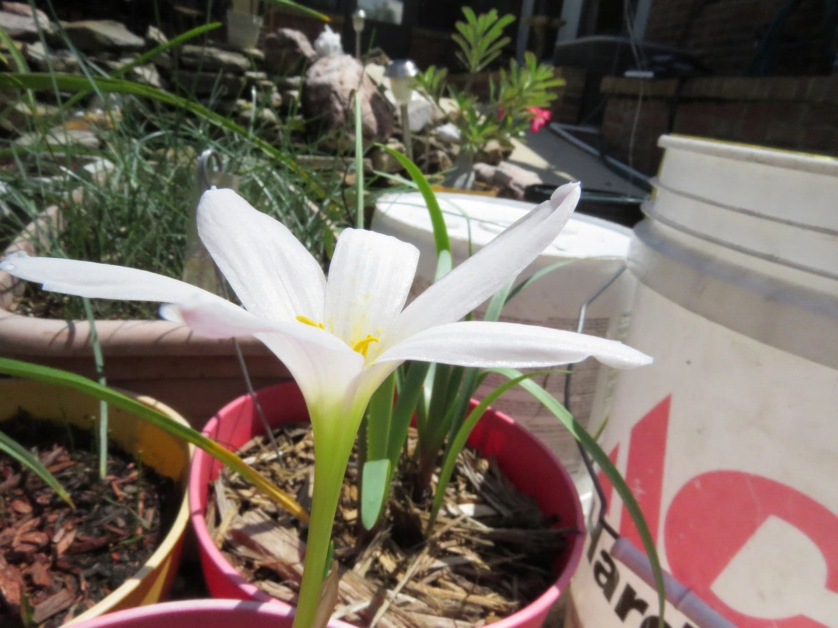 Rain Lily Zephyranthes Cookie Cutter – Moon Flower Bulb Seeds