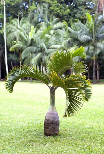 Bottle Palm Seeds For Planting - Hyophorbe Lagenicaulis
