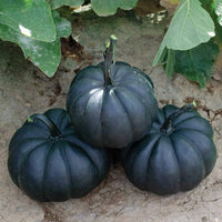 Exotic Black Pumpkin Seeds To Grow Stunning Black Kat Pumpkins – Perennial Flower Seeds Product Image – High Quality Seeds for Gardeners