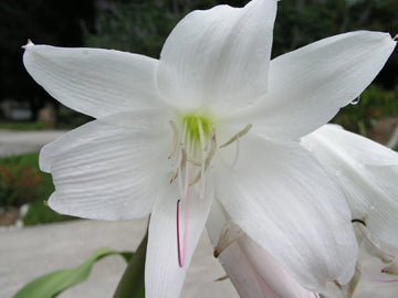 Crinum Lily Maidens – Fragrant Flower Seeds for Planting