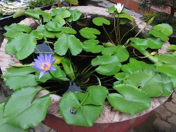 Nymphaea Nouchali – Fragrant Blue Water Lily Seeds