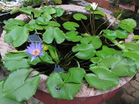 Nymphaea Nouchali – Fragrant Blue Water Lily Seeds