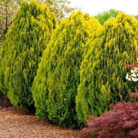 Golden Oriental Arborvitae Tree Seeds (Platycladus orientalis Aurea) jocad
