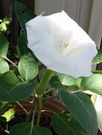 Sacred Datura Moonflower – Ornamental Flower Seeds
