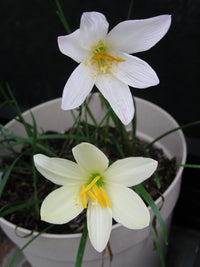 Zephyranthes Aquarius – Pink Rain Lily Bulb Seeds
