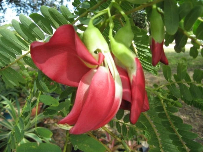 Sesbania Grandiflora Scarlet Wisteria Edible Tree Seeds