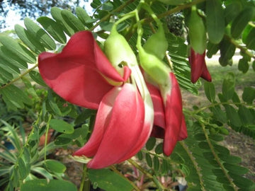 Sesbania Grandiflora Scarlet Wisteria Edible Tree Seeds