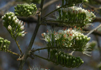 Combretum Mossambicense – Fragrant Hardy Creeper Shrub Seeds