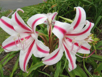 Crinum Lily Scabrum – Garden Flower Seeds