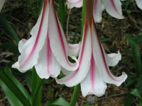 Crinum Lily Herbertii P F Reasoner Jumbo Blooming-Size Bulb American Classic