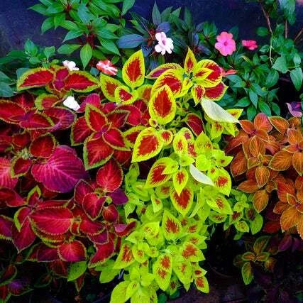 Coleus Rainbow Mix Colorful Foliage Garden Flower Seeds