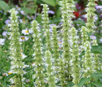 Agastache Giant Hyssop White Agastache Mexicana – Perennial Garden Flower Seeds