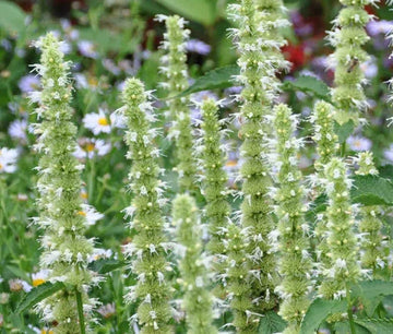 Agastache Giant Hyssop White Agastache Mexicana – Perennial Garden Flower Seeds