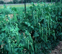 Lincoln Pea Seeds – Garden Flower Seeds for Planting