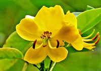 Argentine Senna Senna Corymbosa Flowering Shrub Seeds