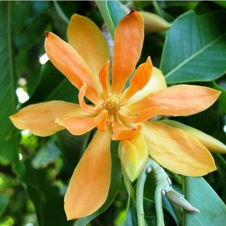 Michelia Champaca Fragrant Magnolia Tree Shrub Seeds
