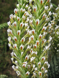 Hebenstretia Dura Shrub Seeds Cat S Tail Fragrant Slugwort Oddity And Rare – Fragrant Flower Seeds