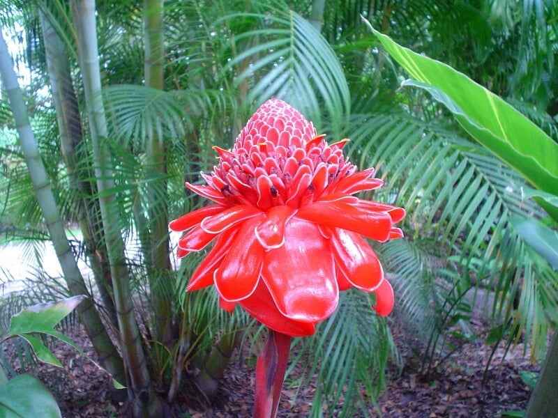 Etlingera Elatior – Pink Torch Ginger Perennial Seeds
