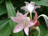Crinum Lily J – Garden Flower Seeds