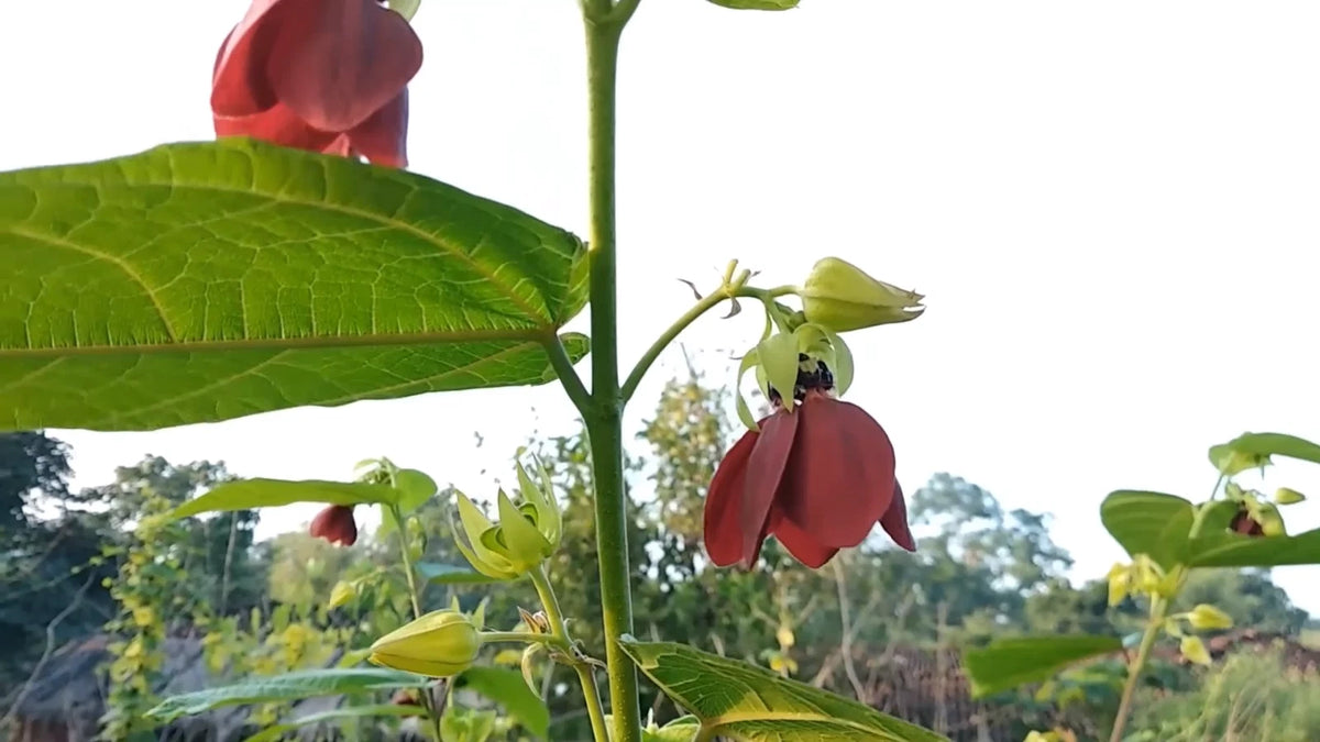 Abroma Augusta – Compact Evergreen Flowering Tree Seeds