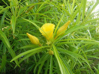 Fragrant Oleander Thevetia Peruviana – Flowering Shrub Tree Seeds