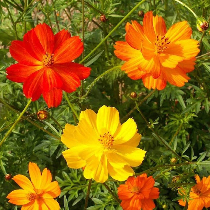 Bright Lights Mixed Sulphur Cosmos Colorful Wildflower Seeds