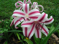 Crinum Lily Stars Stripes Large Blooming-size Bulb Choice - Flower